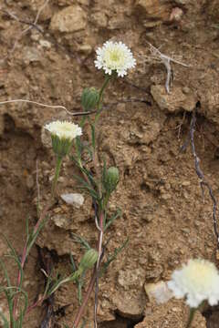 Image of pincushion flower