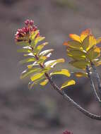 Image of Haleakala sandalwood