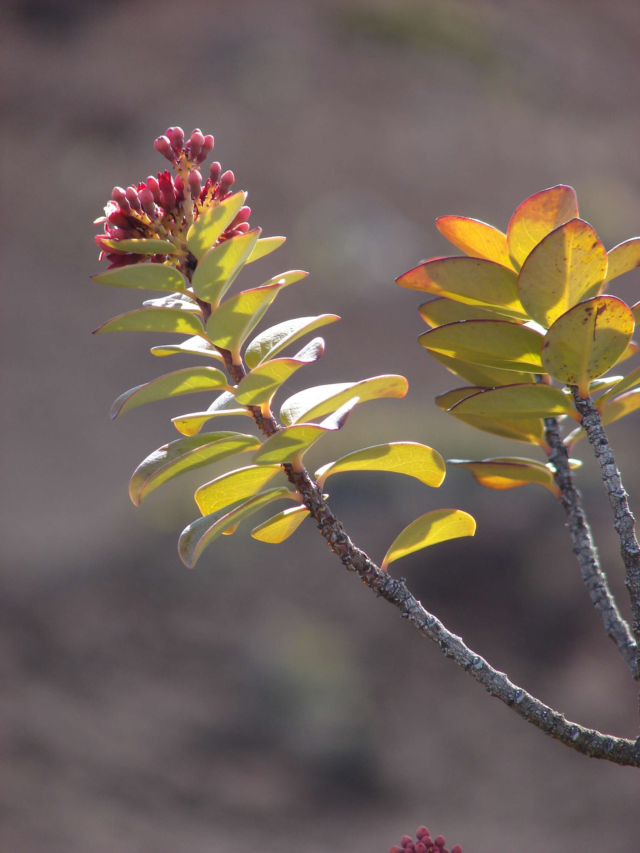 Image of Haleakala sandalwood