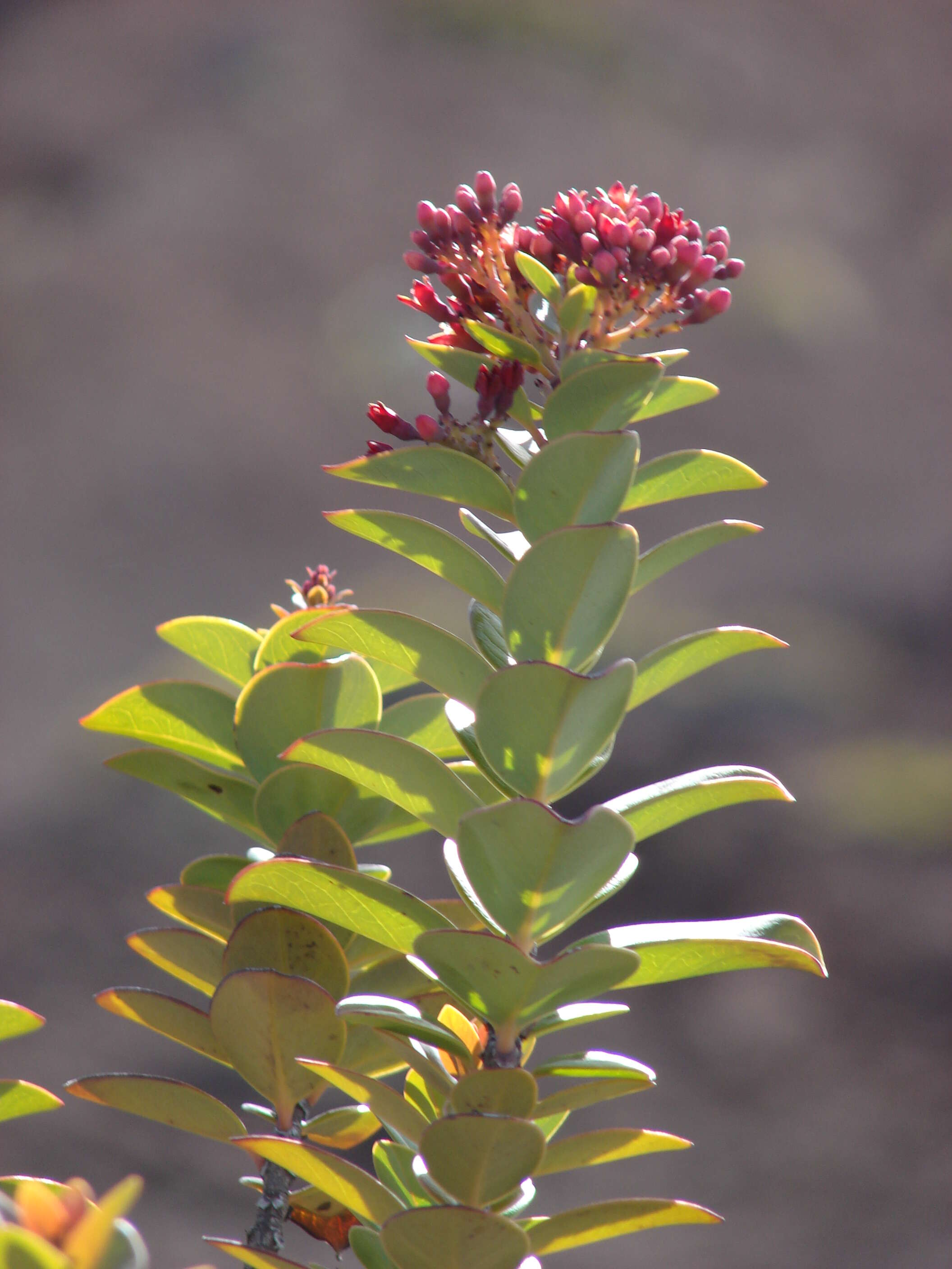 Image of Haleakala sandalwood