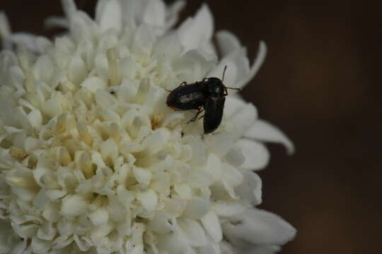 Image of pincushion flower