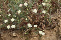 Image of pincushion flower