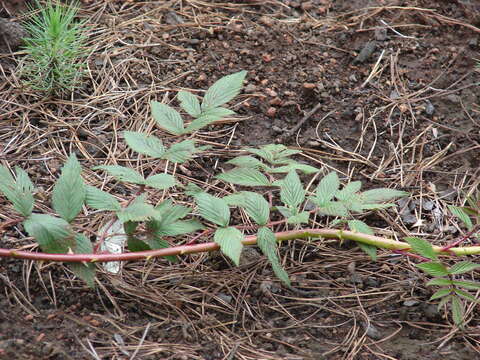 Image of Mysore raspberry