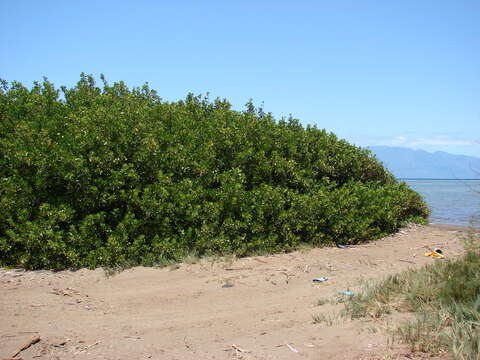 Image of mangrove