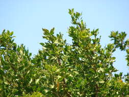 Image of mangrove