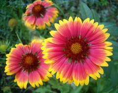 Image of Common perennial gaillardia