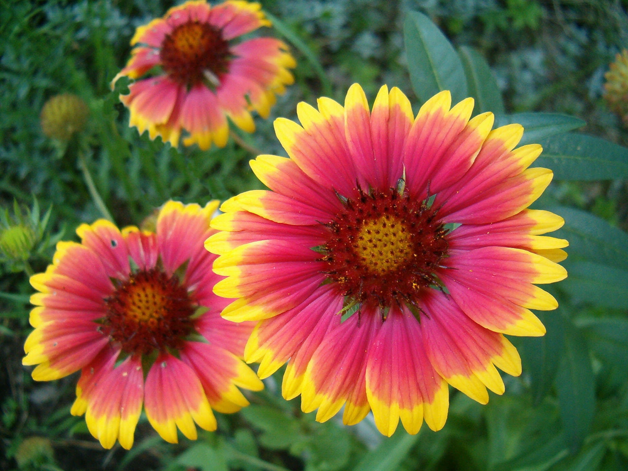 Image of Common perennial gaillardia