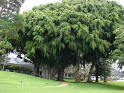 Imagem de Ficus benjamina L.