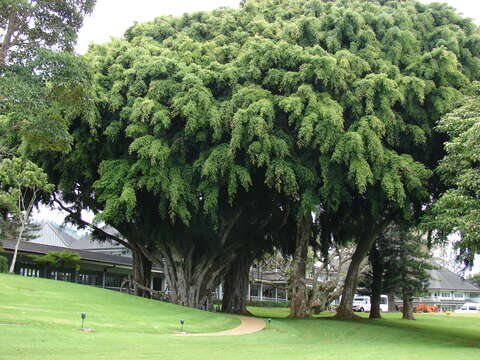 Image de Ficus benjamina L.