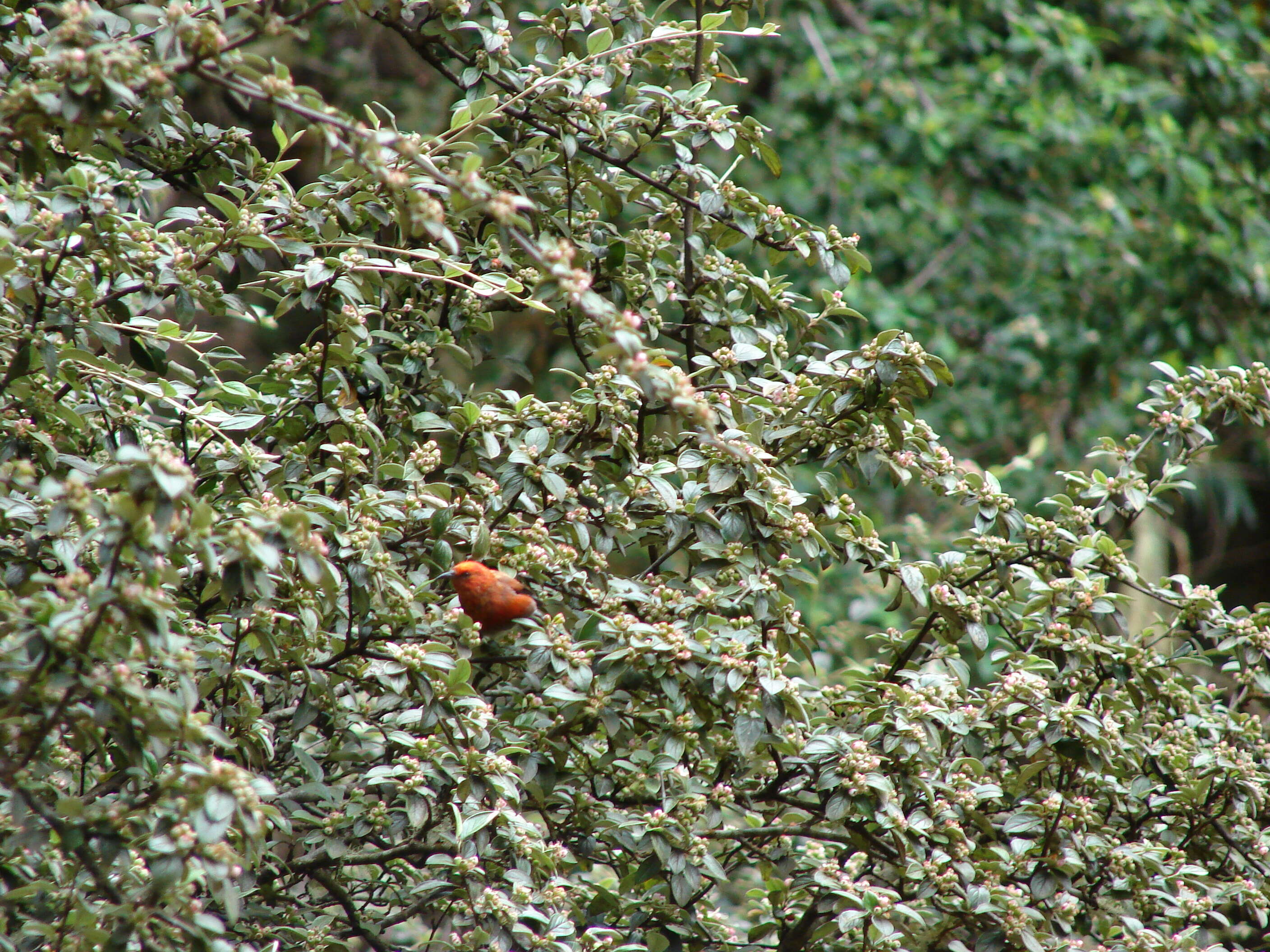 Sivun Cotoneaster pannosus Franch. kuva