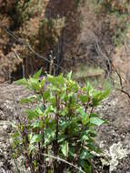 صورة Ageratina adenophora (Spreng.) R. King & H. Rob.