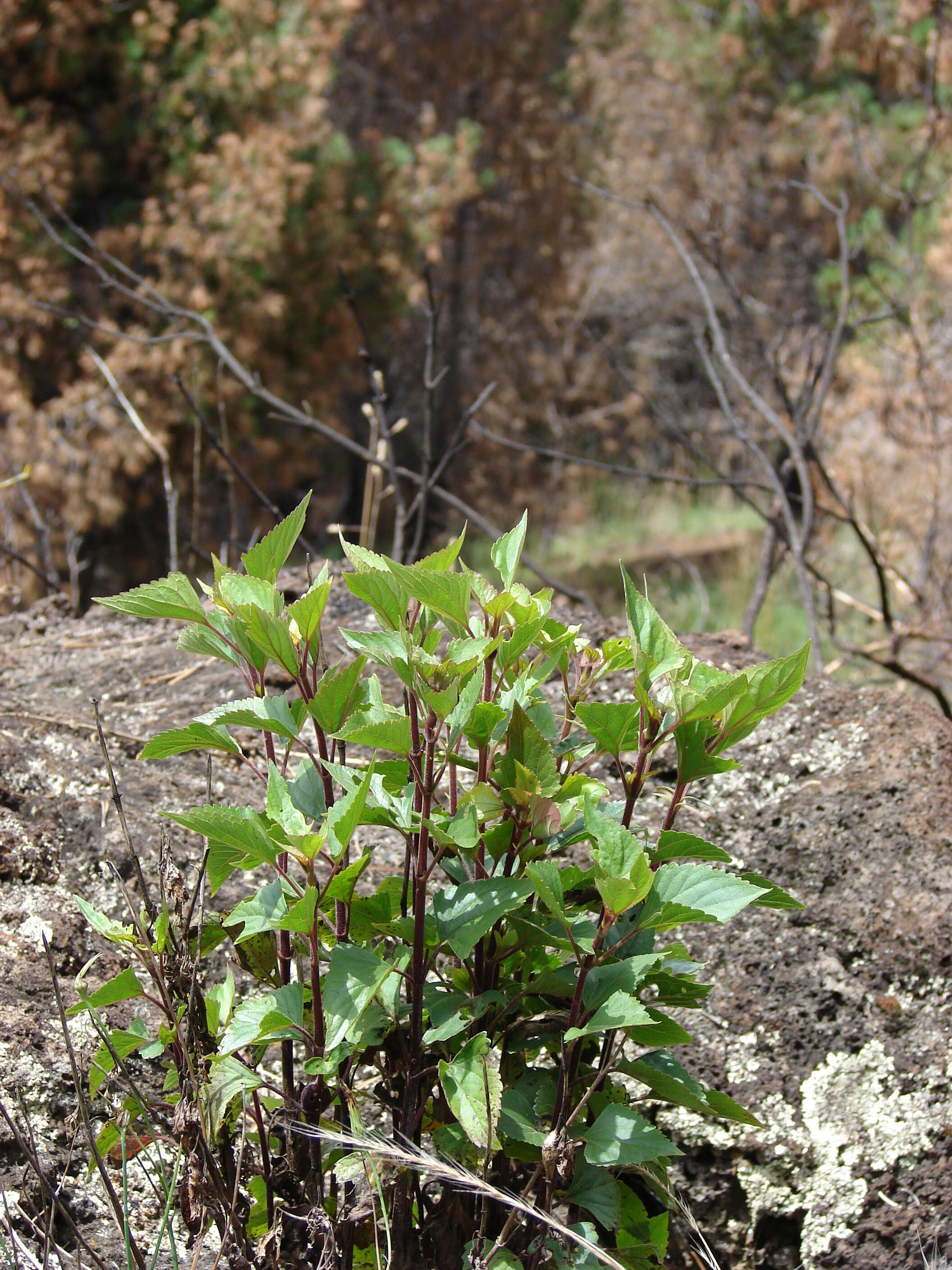 صورة Ageratina adenophora (Spreng.) R. King & H. Rob.