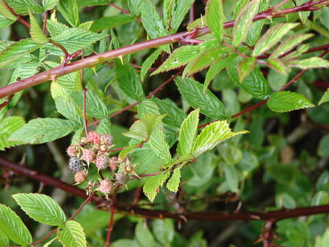 Image of Mysore raspberry