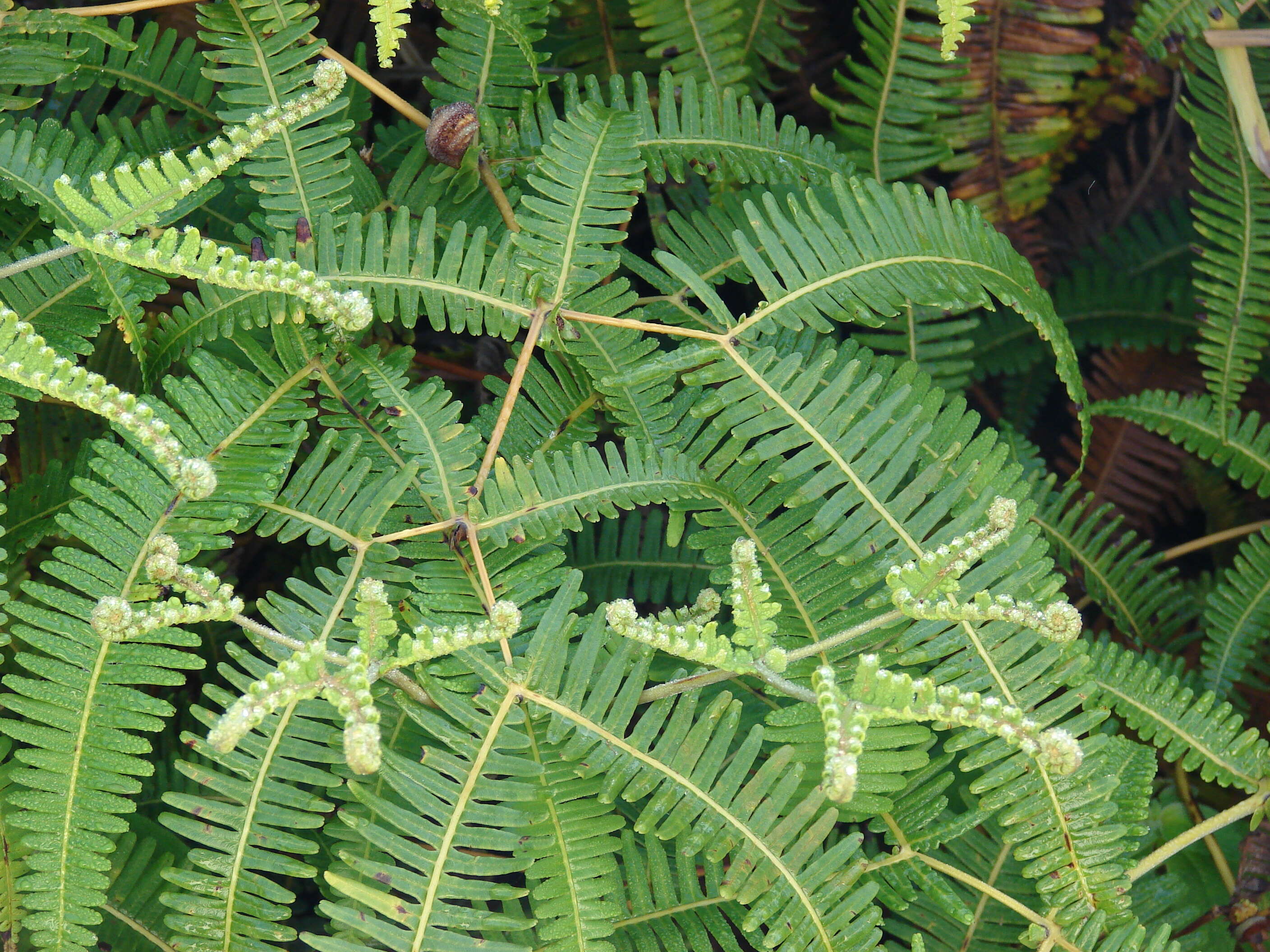 Image de Dicranopteris linearis (Burm. fil.) Underw.