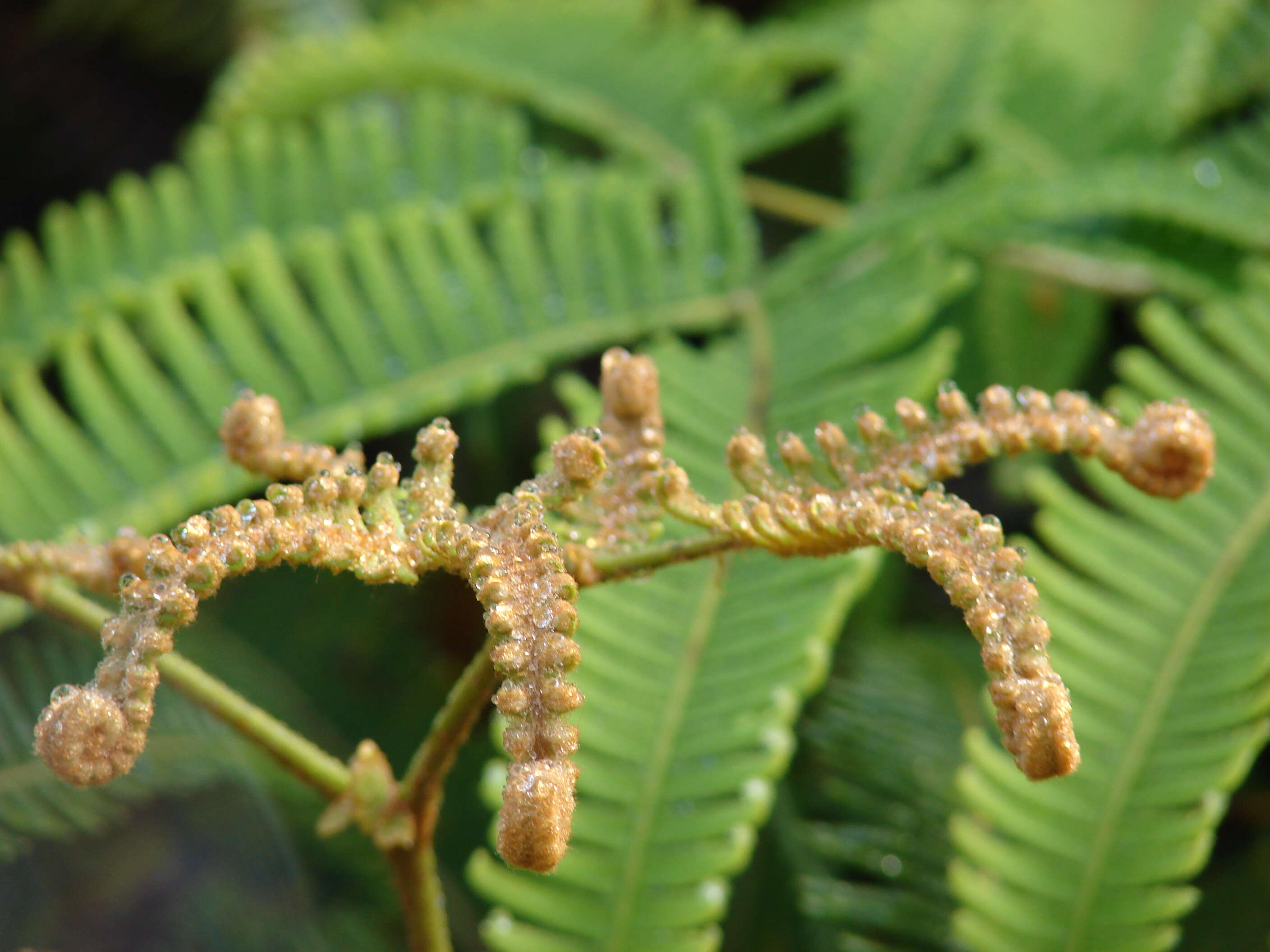 Image of Old World forkedfern