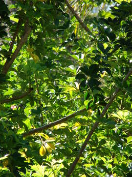 Image of Dwarf Umbrella Tree