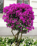 Слика од Bougainvillea