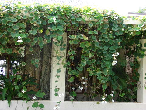 Image of Bengal clock vine