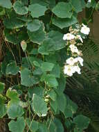 Image of Bengal clock vine