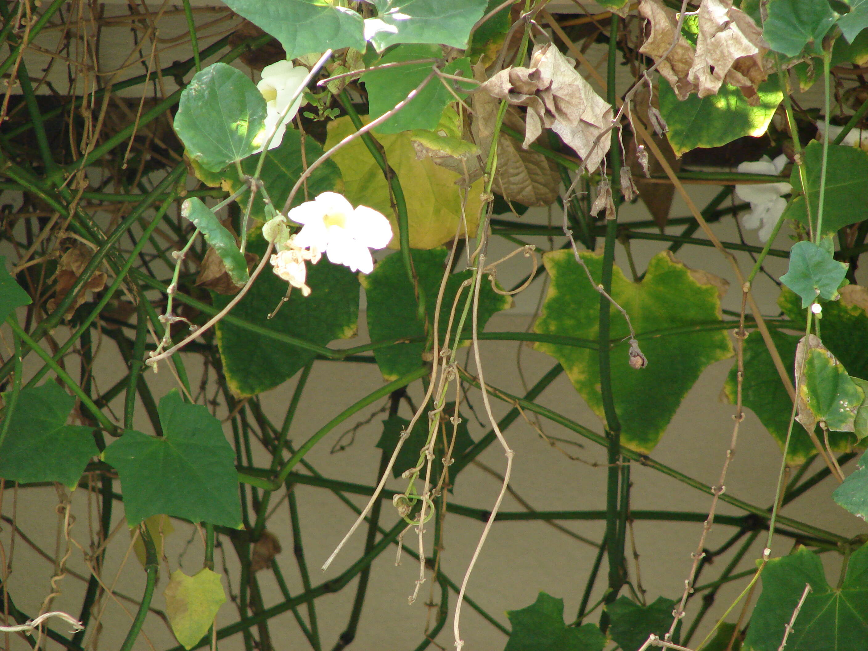 Image of Bengal clock vine