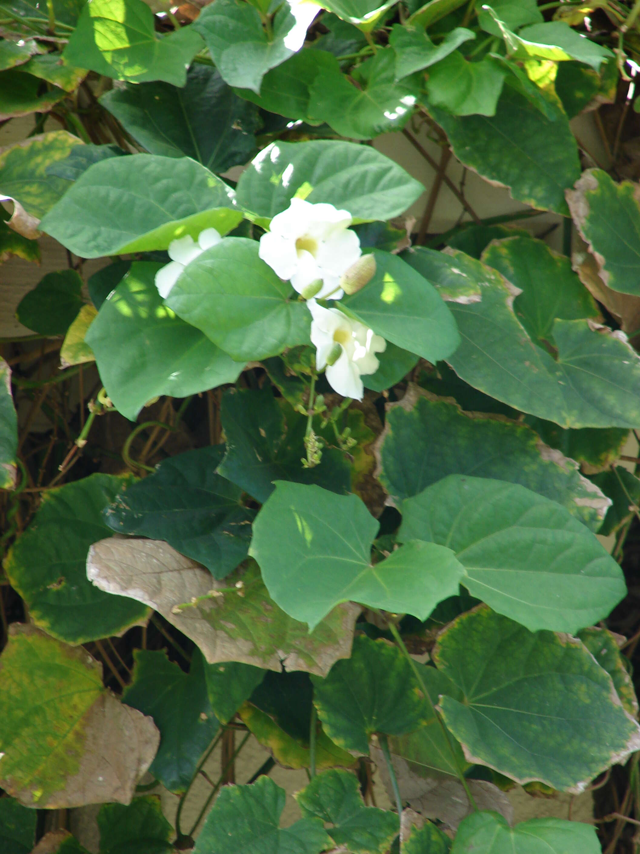 Image of Bengal clock vine