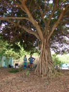 Imagem de Ficus benjamina L.