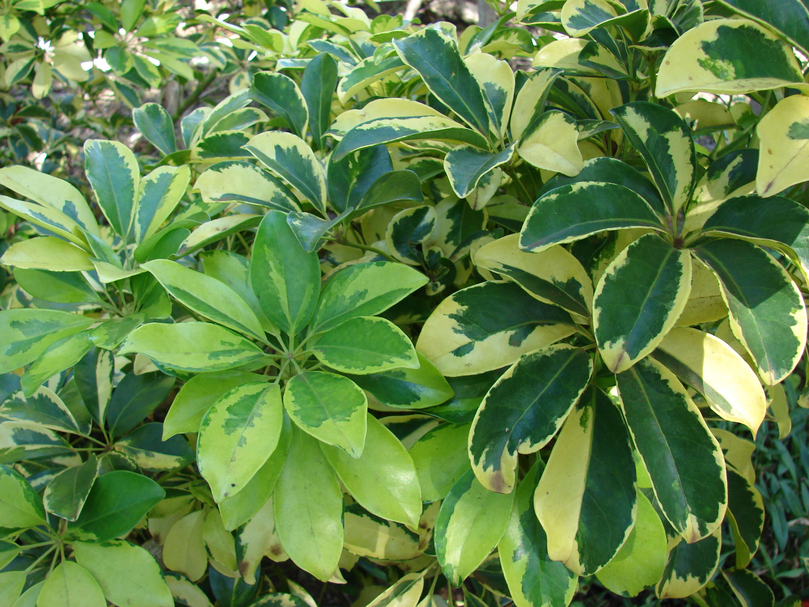 Image of Dwarf Umbrella Tree