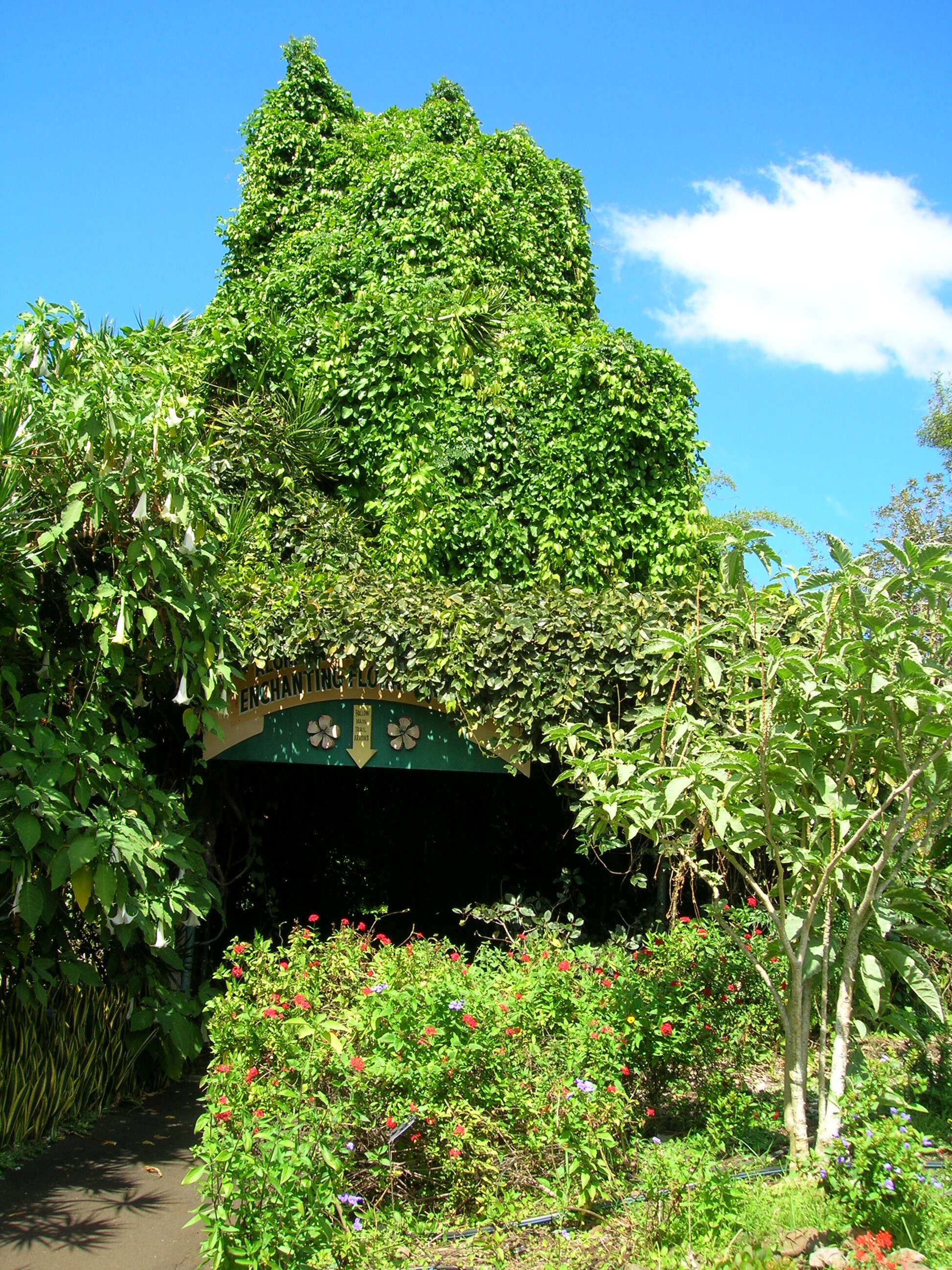 Image of Jade Vine