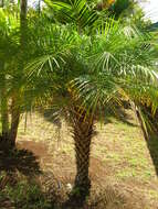 Image of pygmy date palm