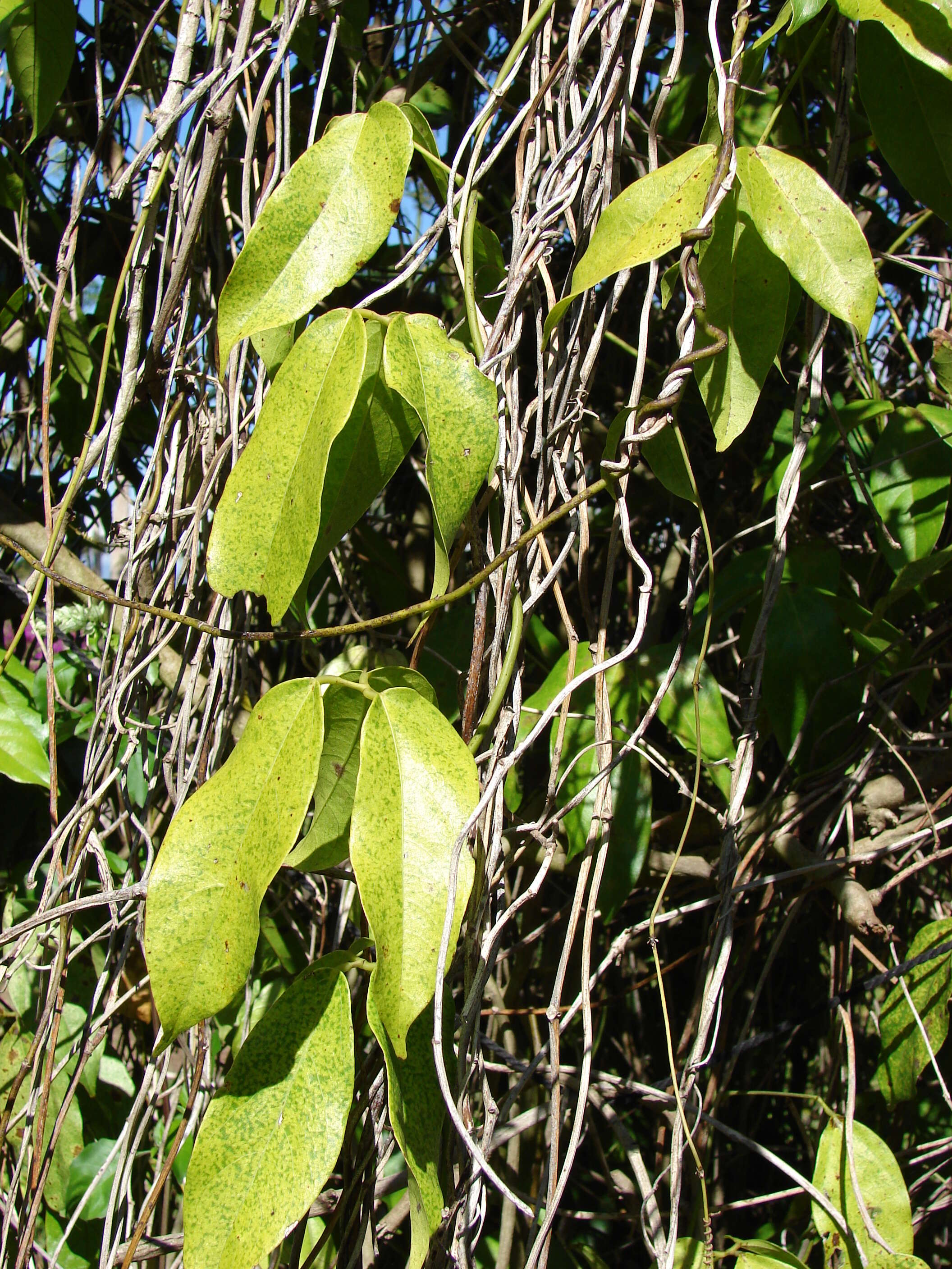 Image of Jade Vine