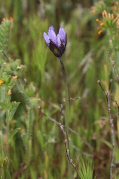 Image of bluedicks