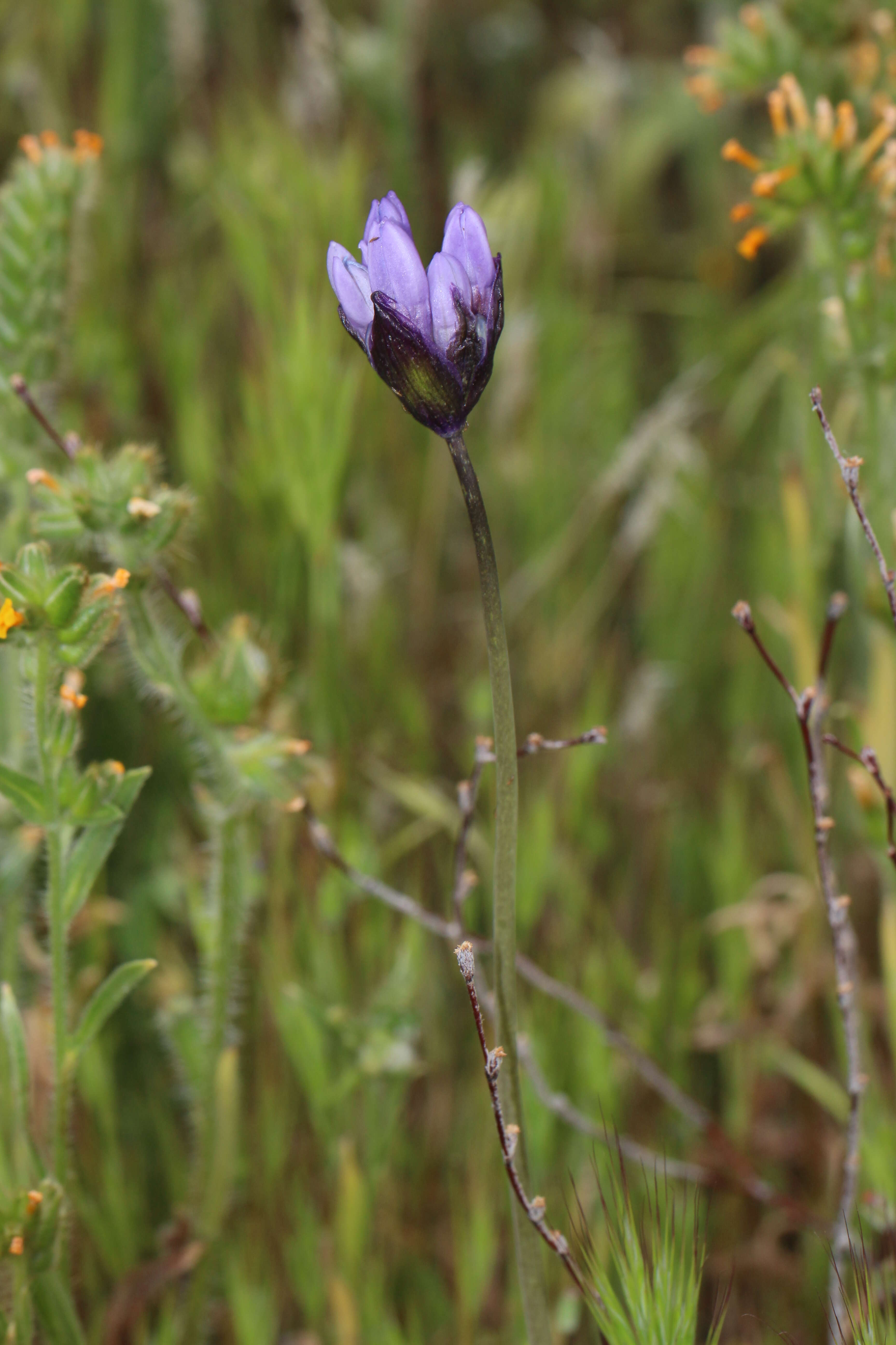 صورة Dichelostemma capitatum (Benth.) Alph. Wood