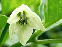 Image of Capsicum chinense