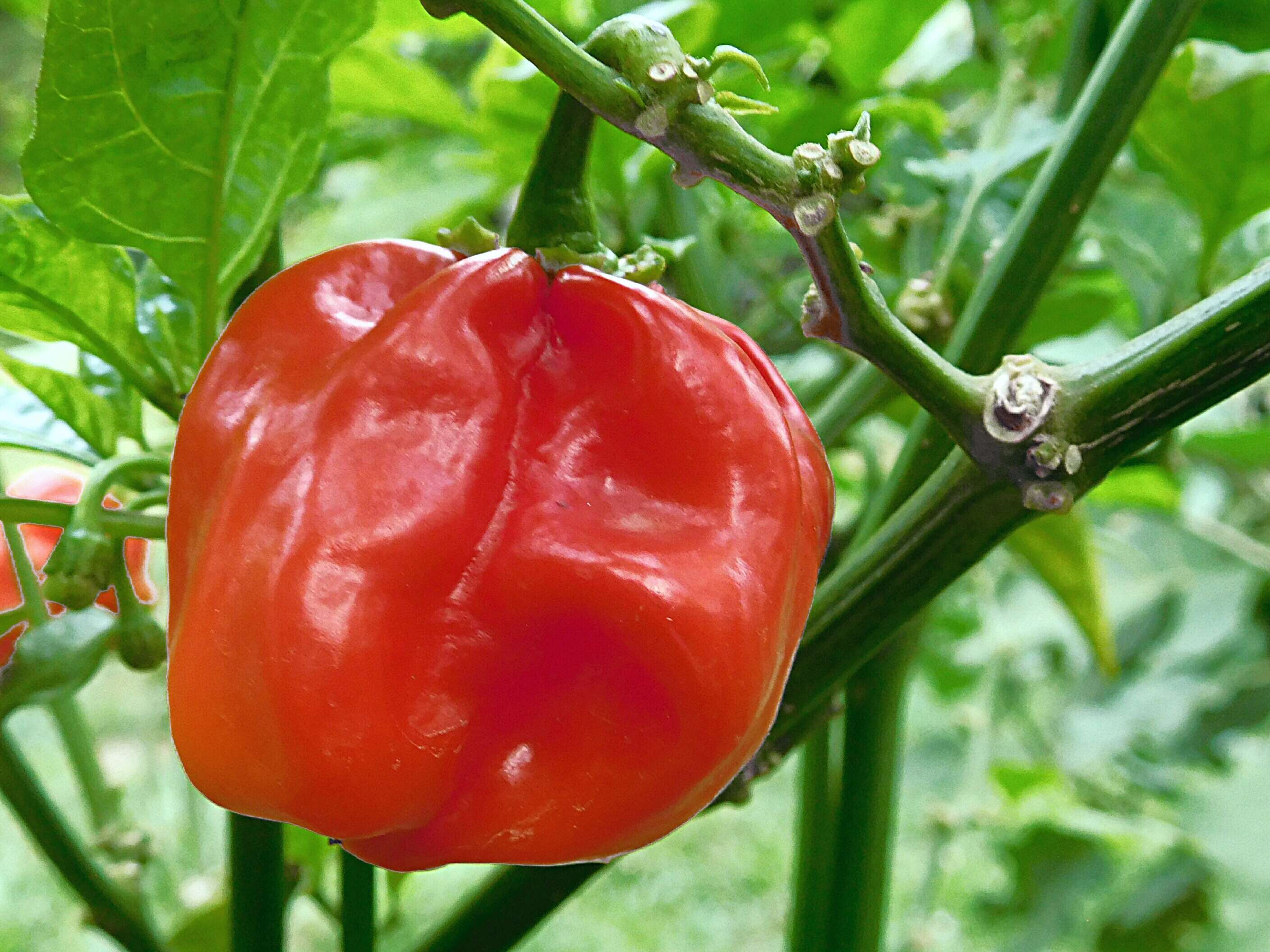 Image of Capsicum chinense