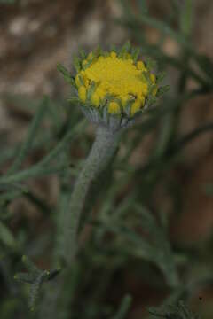 Image of yellow pincushion