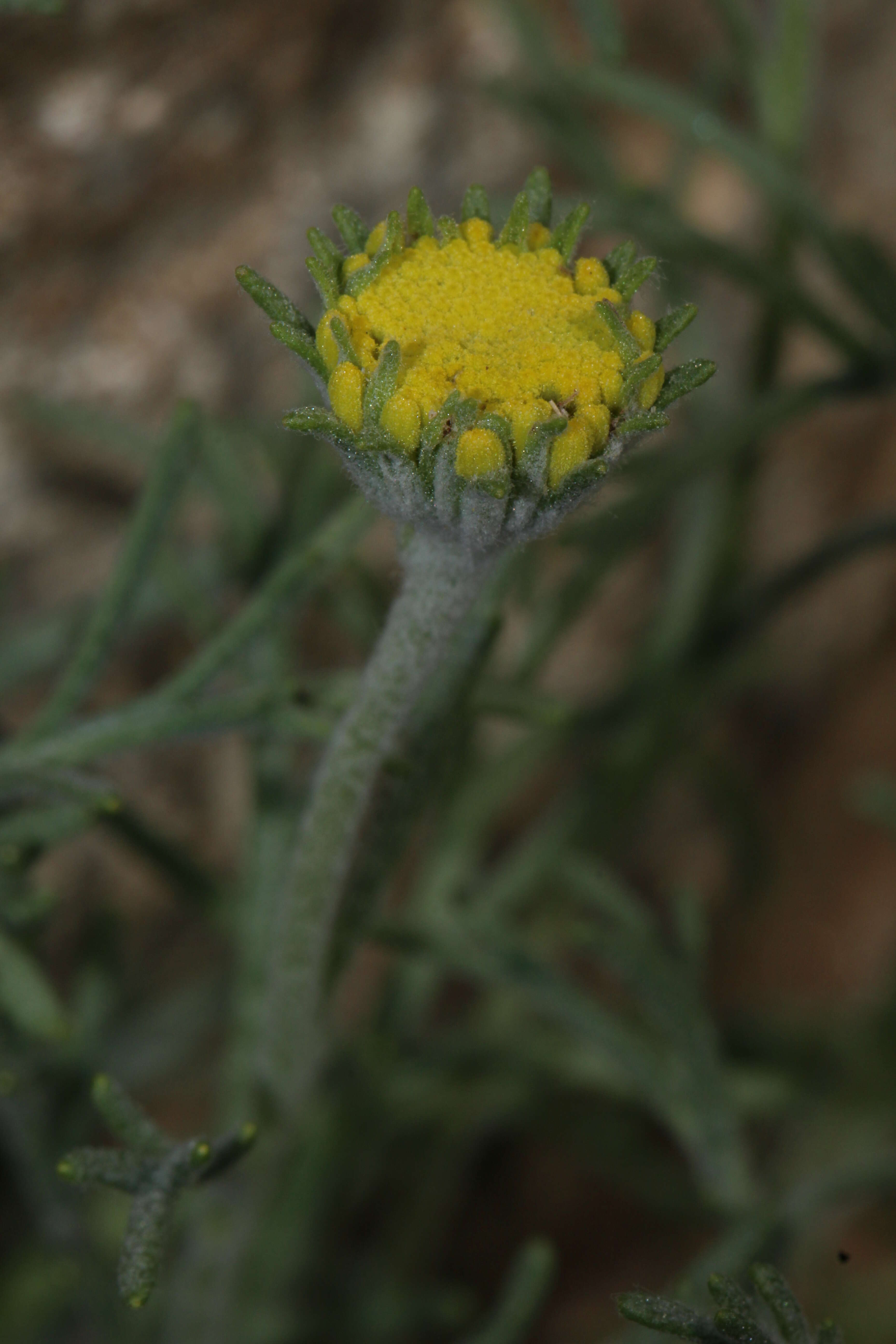 Image of yellow pincushion