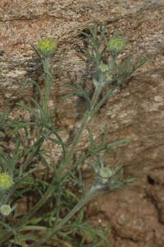 Image of yellow pincushion