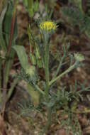 Image of yellow pincushion