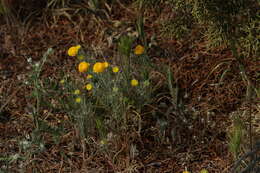 Image of yellow pincushion