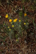 Image of yellow pincushion