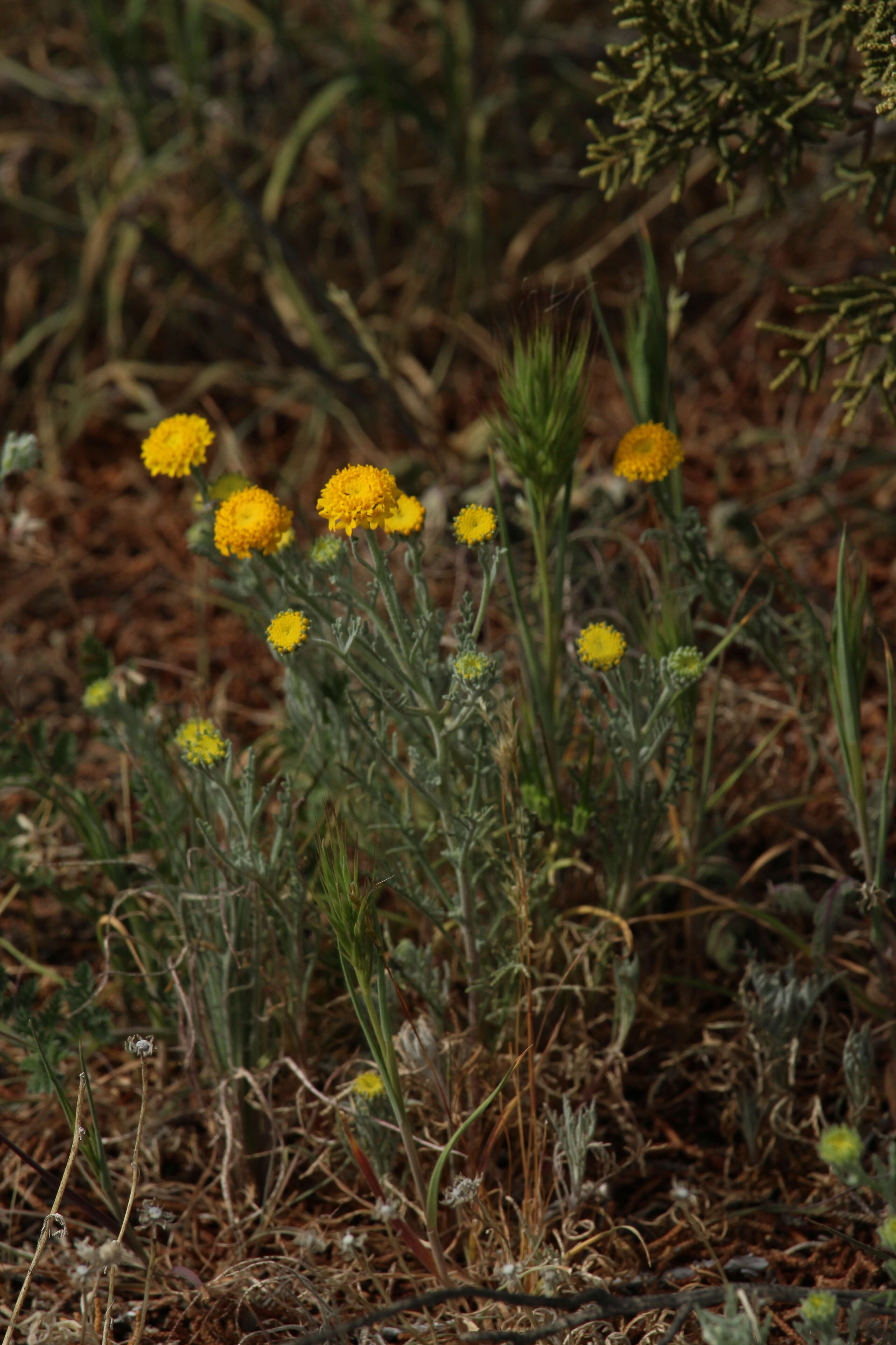 Image of yellow pincushion