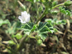 Image of common mallow