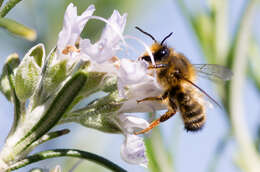 Image of Bee