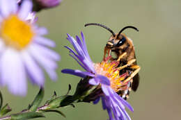 Image of Halictus scabiosae (Rossi 1790)