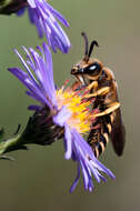 Image of Halictus scabiosae (Rossi 1790)