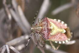 Image of sloe bug