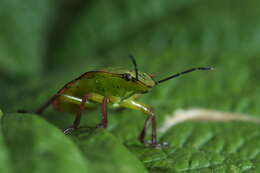 Image of Southern green stink bug