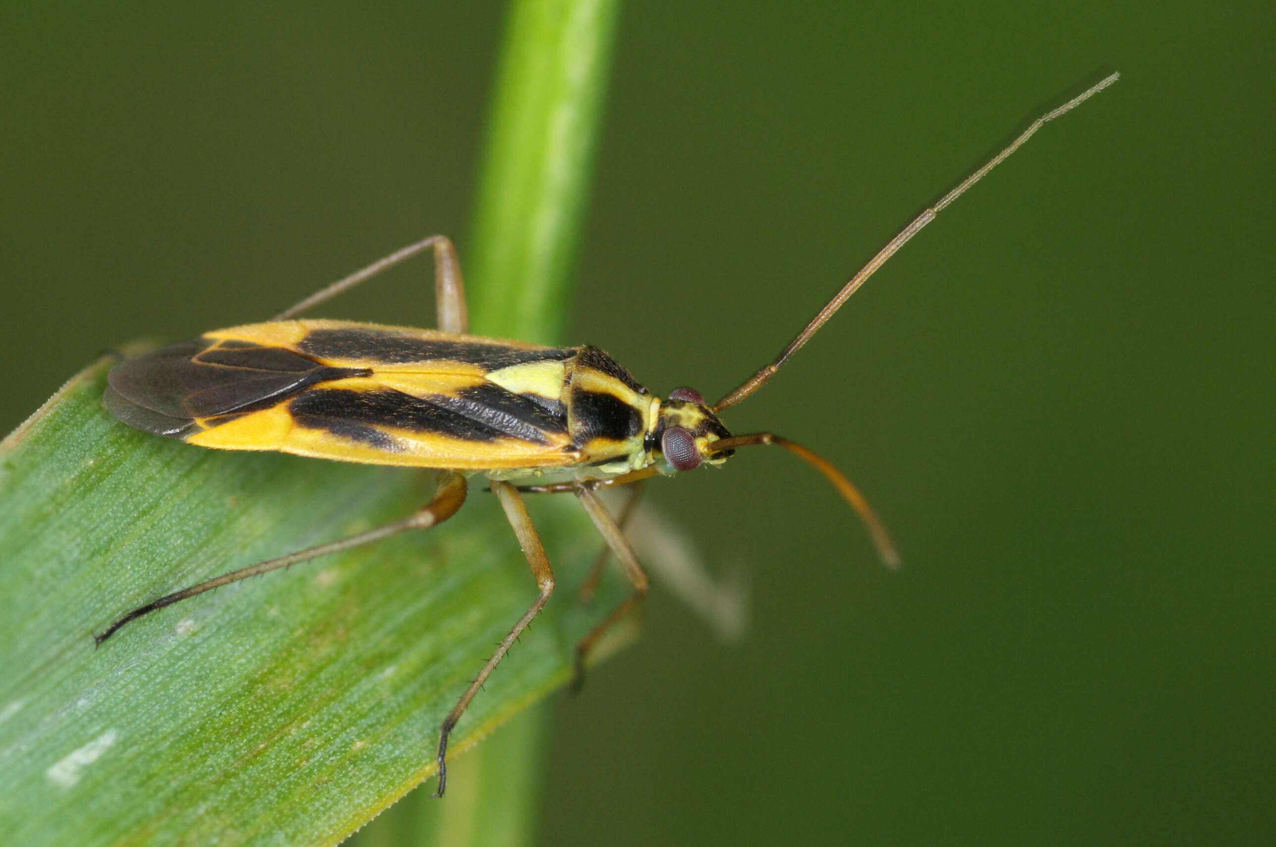 Image of Two-spotted Grass Bug