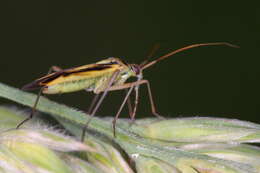 Image of Two-spotted Grass Bug