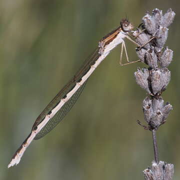 Image of Common Winter Damsel